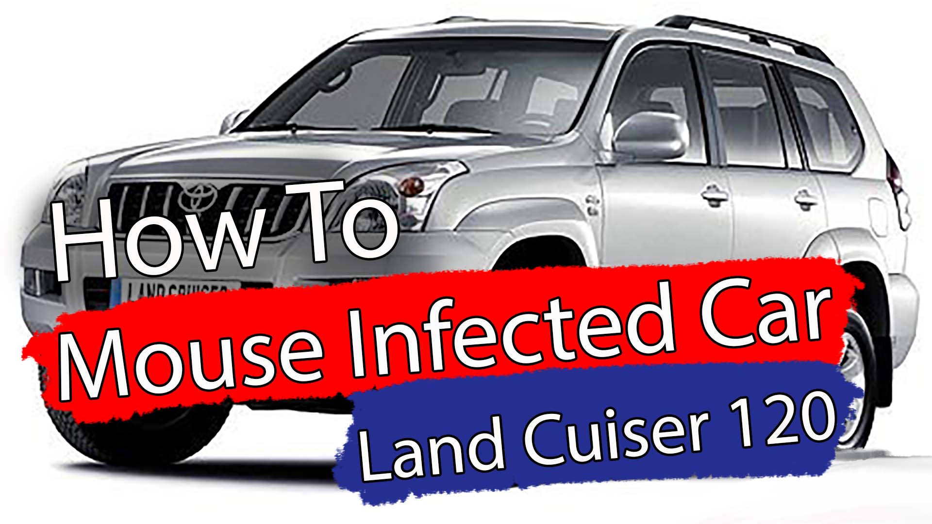How to clean out a mouse infected car.